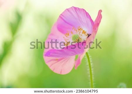 Delicate pastel color wildflowers, poppy, larkspur, in garden, Austin, Texas