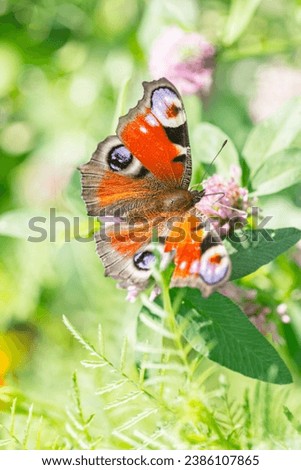 Real charming peacock eye butterfly in summer greenery as symbol of happy