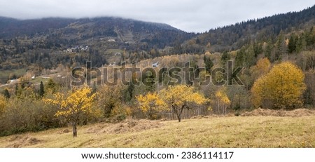 In the very heart of the Ukrainian Carpathians, a charming autumn forest reveals its splendor. The majestic landscape is a testament to the ever-changing seasons