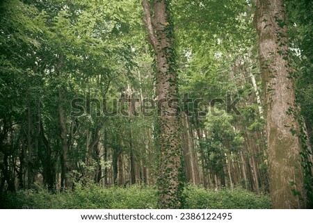 Beautiful image of trees in the 
 woods. Nice forest image great for a calendar, a background, wallpaper, printing, graphic design, flyers, magazines about nature, environment, sustainability, earth.