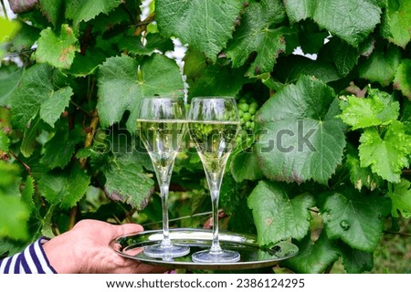 Drinking of sparkling white wine with bubbles champagne on green hilly vineyards in small village Urville in Cote des Bar, Champagne region, France in summer