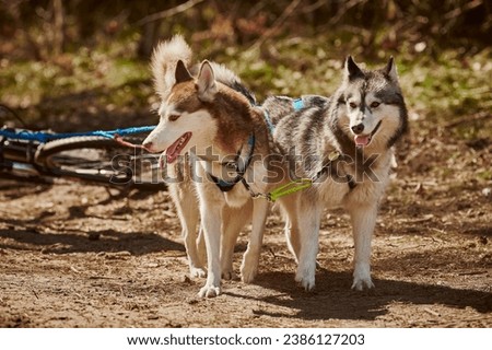 Siberian Husky sled dogs in harness fastened to scooter on autumn forest dry land, outdoor Husky dogs scootering. Autumn dogs scootering championship in woods of staying Siberian Husky dogs Royalty-Free Stock Photo #2386127203