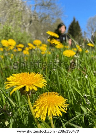 Yellow Dandelion flowers growing in the middle of the garden with an attentive lhappy ittle boy kid in the background looking at them