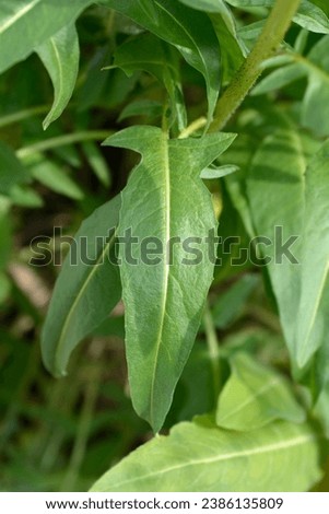 Turkish rocket green leaves - Latin name - Bunias orientalis Royalty-Free Stock Photo #2386135809
