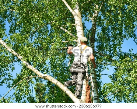 Close-up mature professional male tree trimmer high in top birch tree cutting branches with gas powered chainsaw and attached with headgear for safe job. Expert to do dangerous work. Royalty-Free Stock Photo #2386136979