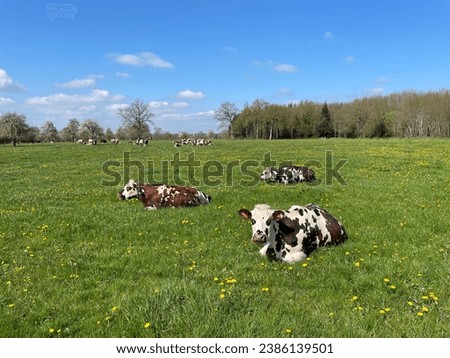 photo of an herd of 3 cows in a green grass field in a farm with some other cows in the backgground during a sunny nice weather day in summer time
