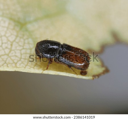 Six toothed spruce bark beetle (Pityogenes chalcographus), Scolytidae, Scolytinae. Royalty-Free Stock Photo #2386141019