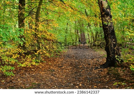 Footpath in Gosforth Park Woodland, located north of Newcastle, in Tyne and Wear this woodland is popular with dog walkers and gives a rural setting in an urban area Royalty-Free Stock Photo #2386142337