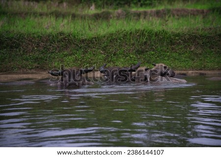 buffaloes is drowning oneself in the water. Buffalo on the river only visible head. The buffalo's body sank in the water