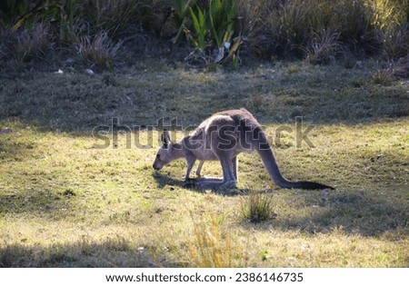 Kangaroo, australian wildlife, animal photography. Pebbly Beach South Coast NSW Australia
