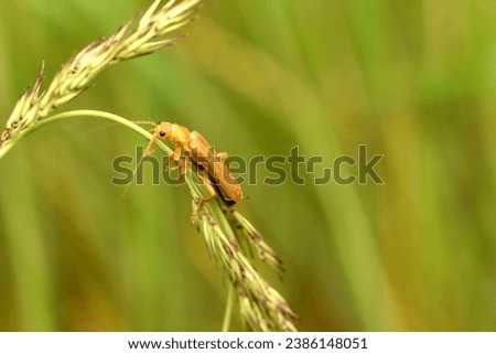 In the picture there is a beetle called the Red Softshell. The beetle holds on to a grass stem with its paws.