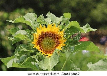 Picture of a yellow sunflower with blurred tree background. Amazing, beautiful picture. Under sun bright sunny day. Harvest time.