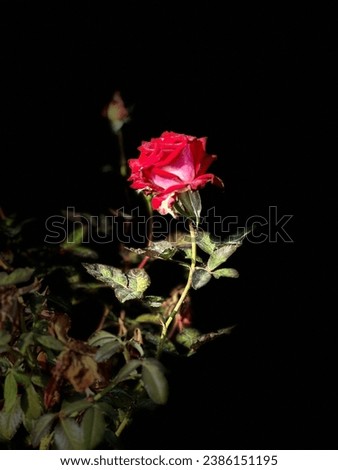 red rose picture, studio light