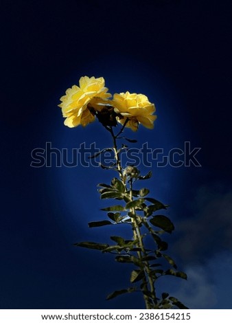 Yellow rose picture, studio light
