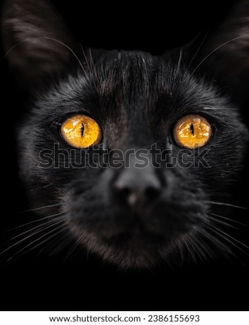black cat with yellow eyes in the dark