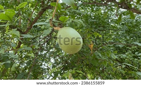 Isolated picture of wood apple aka bel aka bilva fruit shot with selective focus and blur background