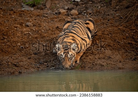 Tiger Cub at Tadoba Tiger reserve Maharashtra  Royalty-Free Stock Photo #2386158883