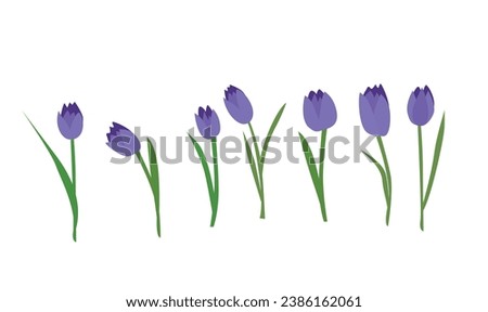 Tulip flower vector illustration. Purple tulip vector. Spring flower. Floral clip art. Nature concept. Flowers and plants. Flat vector in cartoon style isolated on white background.
