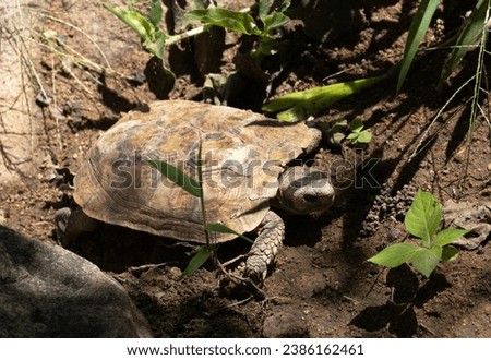The endemic Pancake Tortoise is only found in a few areas of rocky outcrops in East Africa. The wild population has been seriously reduced by illegal collecting for the pet trade. Royalty-Free Stock Photo #2386162461