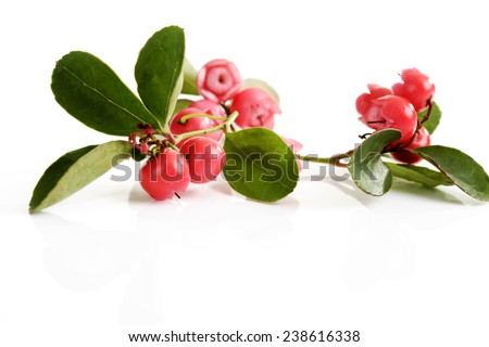 Wintergreen teaberry, Gaultheria procumbens Royalty-Free Stock Photo #238616338