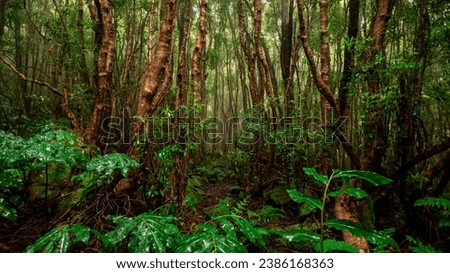 An impressive and beautiful forest in the Mata da Serreta forest area on the Portuguese island of Terceira in the Azores Royalty-Free Stock Photo #2386168363