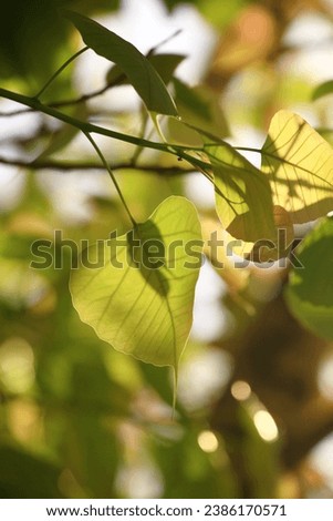 Bodhi or Peepal Leaf from the Bodhi tree, Sacred Tree for Hindus and Buddhist.