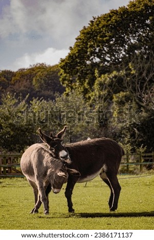 Portrait of playful rescue donkeys