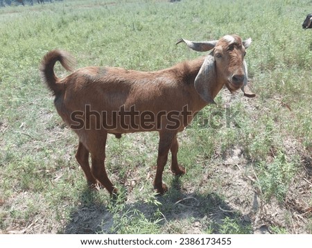 I take this picture on my mobile phone its a picture of a beautiful goat