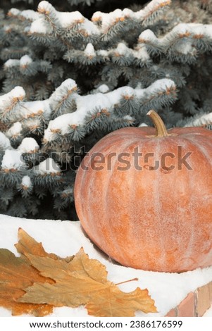 Autumn in the snow. A round ripe orange pumpkin lies on a white snow cover. Nearby lie dry yellow maple leaves. In the background a blue spruce


