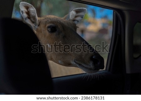 A cervid entering through a car window Royalty-Free Stock Photo #2386178131