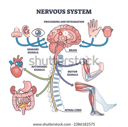 Nervous system with brain signal processing and integration outline diagram. Labeled educational scheme with sensory, autonomic and motor signals connection vector illustration. Central spinal cord. Royalty-Free Stock Photo #2386182575