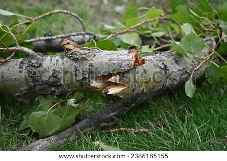 splintered tree trunk, broken tree barrel cottonwood, tree trunk after a hurricane, broken poplar trunk on green grass, splintered tree shaft