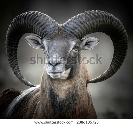 Portrait of a wild sheep