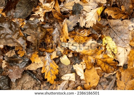 The fallen leaves in the depths of the forest