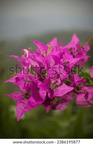 Bougenville Flower: Nature's Vibrant Elegance
