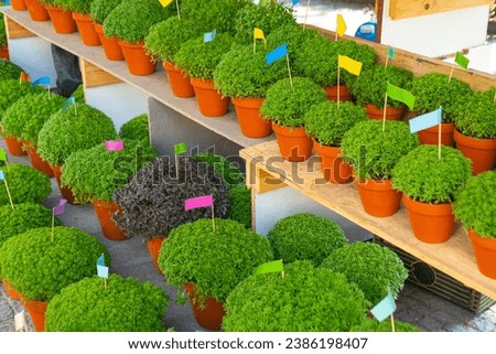 Lot of Manjerico plants with flags in a pots on the market stall. Plant for Traditional Summer festival in June San Juan, Portugal Royalty-Free Stock Photo #2386198407
