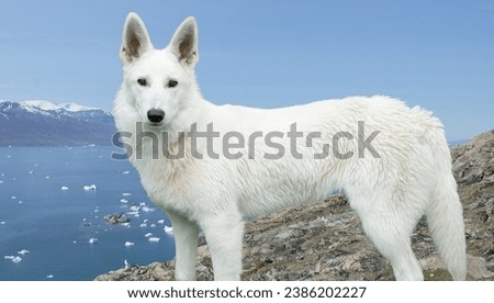 A White German Shepherd, radiating warmth and charm in this heartwarming and picturesque animal stock photo. The canine elegance captured in this image invites viewers into a world,