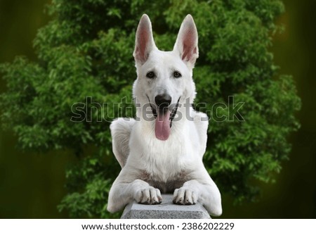 A White German Shepherd, radiating warmth and charm in this heartwarming and picturesque animal stock photo. The canine elegance captured in this image invites viewers into a world,