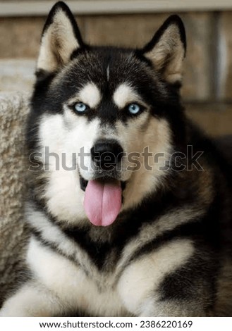 A beautiful collection of pictures of various dogs