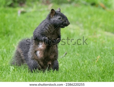 Beautiful lactation Black Squirrel (Sciurus carolinensis) mother standing on hind legs in green grass in the Chippewa National Forest, northern Minnesota USA