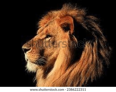 A beautiful collection of pictures of wild animals  and lions and tigers