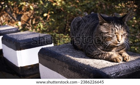 A picture of a cat, curled up and taking a nap in a park.