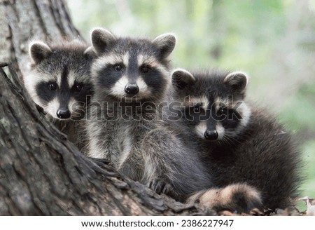 Three super cute young Racoons (Procyon lotor) posing for camera in the crotch of a Maple tree in the Chippewa National Forest, northern Minnesota USA Royalty-Free Stock Photo #2386227947