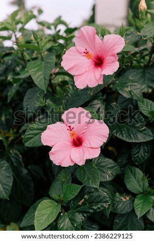Pink hibiscus flowers boast vibrant, soft pink petals that gracefully unfurl, creating a striking contrast against their lush green foliage.