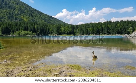 Wild duck swimming with scenic view of Superior Fusine Lake (Laghi di Fusine) in Tarvisio, Friuli-Venezia Giulia, Italy, Europe. Tranquil atmosphere at green alpine lake with water reflections
