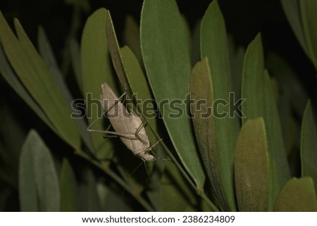 A detailed picture of a cicada resting in the garden at night. Nocturnal creatures.