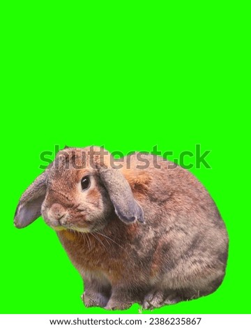 Flemish giant rabbit in grass green screen background Beautiful white Flemish Giant rabbit Beautiful steel colored Flemish Giant doe