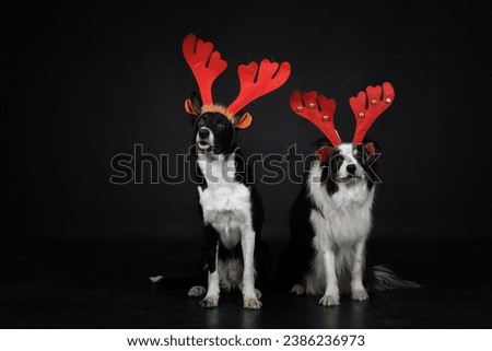 christmas photo of dogs in photo studio with christmas hat. Black background in photo studio. 