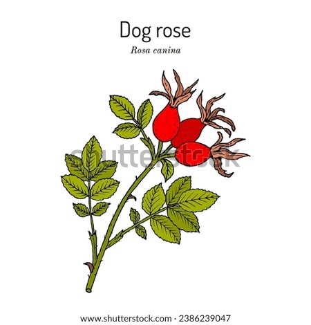 Dog rose (Rosa canina), edible and medicinal plant. Hand drawn botanical vector illustration Royalty-Free Stock Photo #2386239047