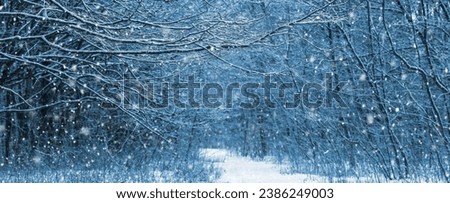 Winter forest with bare trees during snowfall